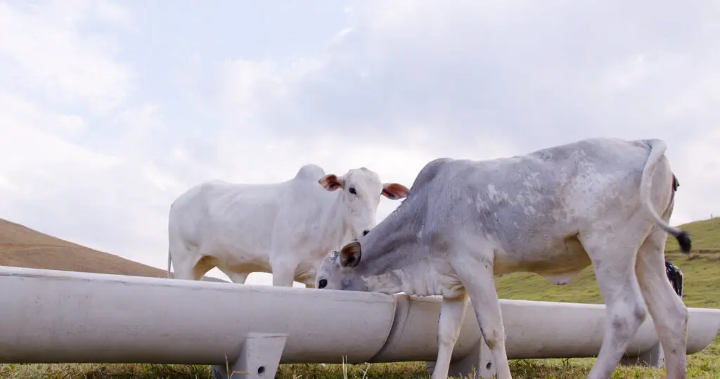 Conteúdo sobre o uso da ureia na alimentação do gado e os cuidados para garantir saúde e performance.
