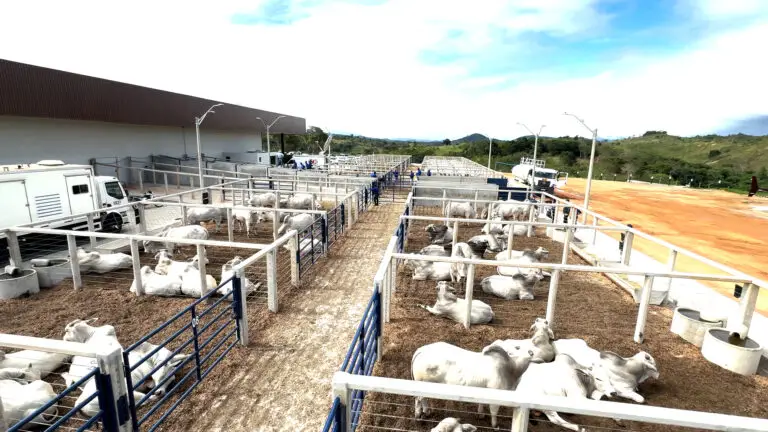 Curral para leilão de bovinos da Currais Itabira.