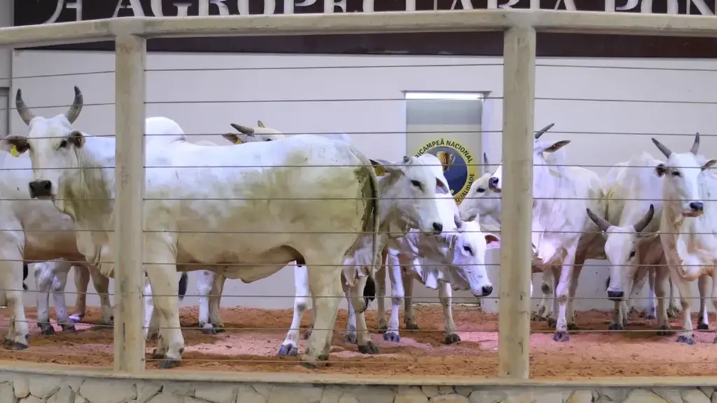 Curral para leilão de bovinos da Currais Itabira.