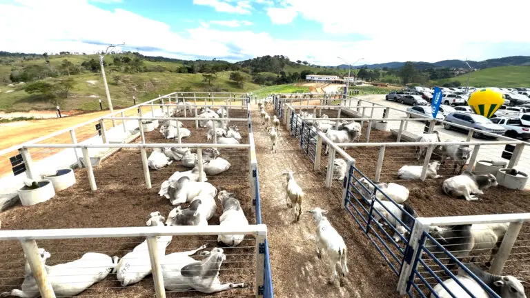 Curral para leilão de bovinos da Currais Itabira.