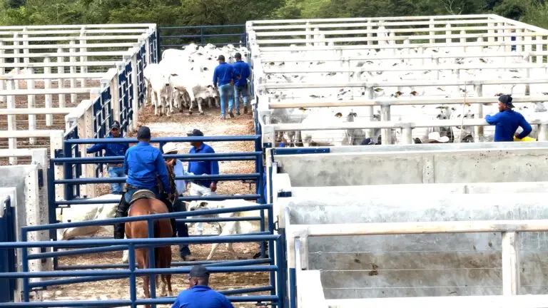 Curral para leilão de bovinos da Currais Itabira.