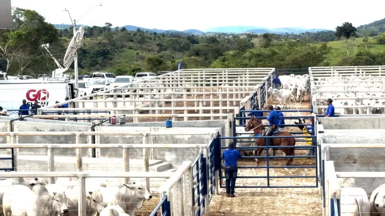 Curral para leilão de bovinos da Currais Itabira.