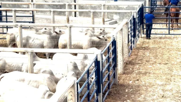 Curral para leilão de bovinos da Currais Itabira.