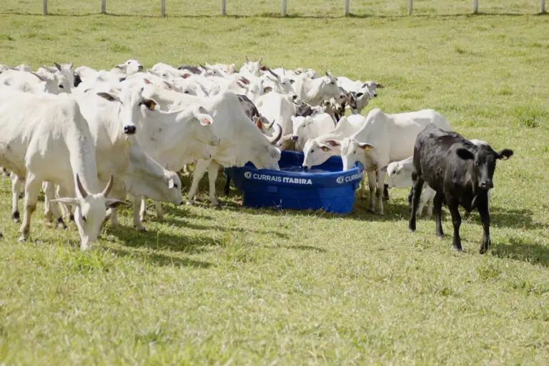 Bebedouro de polietileno com capacidade para 1.000 litros da Currais Itabira.