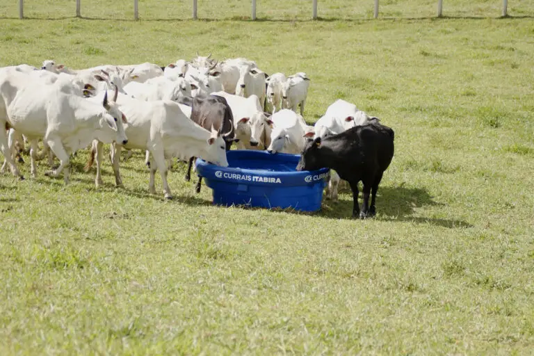 Bebedouro de polietileno com capacidade para 1.000 litros da Currais Itabira.