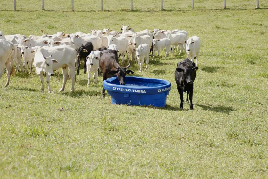 Bebedouro de polietileno com capacidade para 1.000 litros da Currais Itabira.