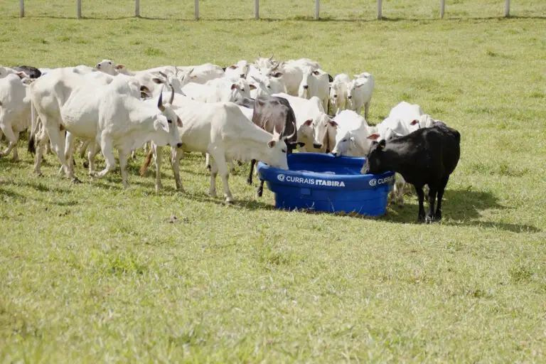 Bebedouro de polietileno com capacidade para 1.000 litros da Currais Itabira.