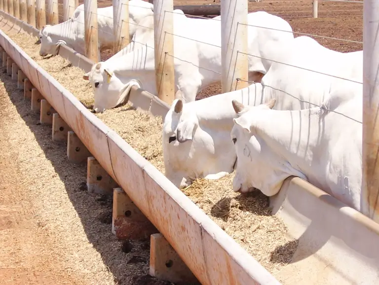 Cocho para confinamento em concreto pré-moldado da Currais Itabira.