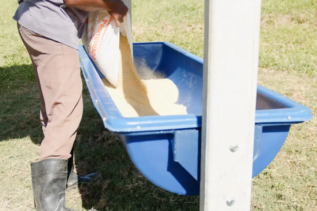 Cocho saleiro para sal em polietileno da Currais Itabira.