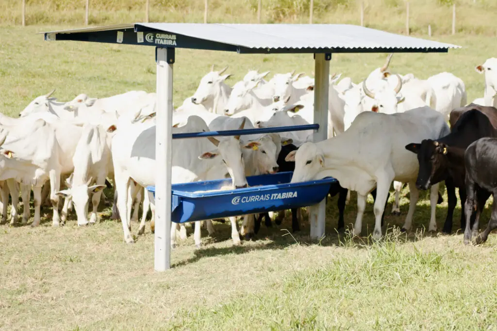 Cocho saleiro para sal em polietileno da Currais Itabira.