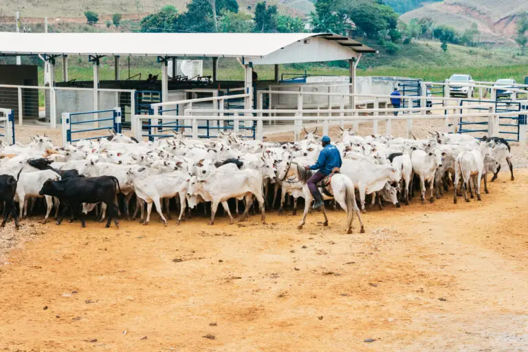 Curral Anti-Stress C12 em concreto pré-moldado protendido e autoadensável da Currais Itabira.