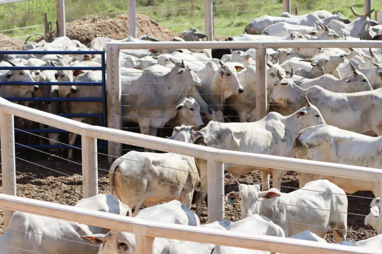 Curral Anti-Stress C12 em concreto pré-moldado protendido e autoadensável da Currais Itabira.
