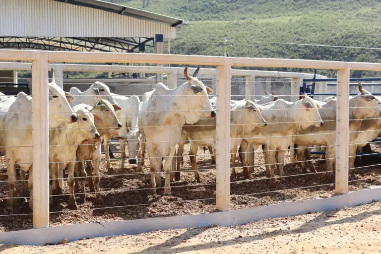 Curral Anti-Stress C12 em concreto pré-moldado protendido e autoadensável da Currais Itabira.