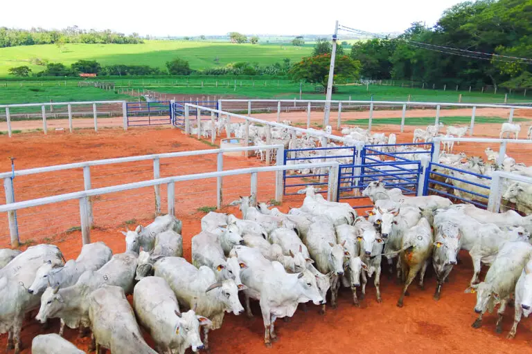 Curral Anti-Stress C98 em concreto pré-moldado protendido e autoadensável da Currais Itabira.