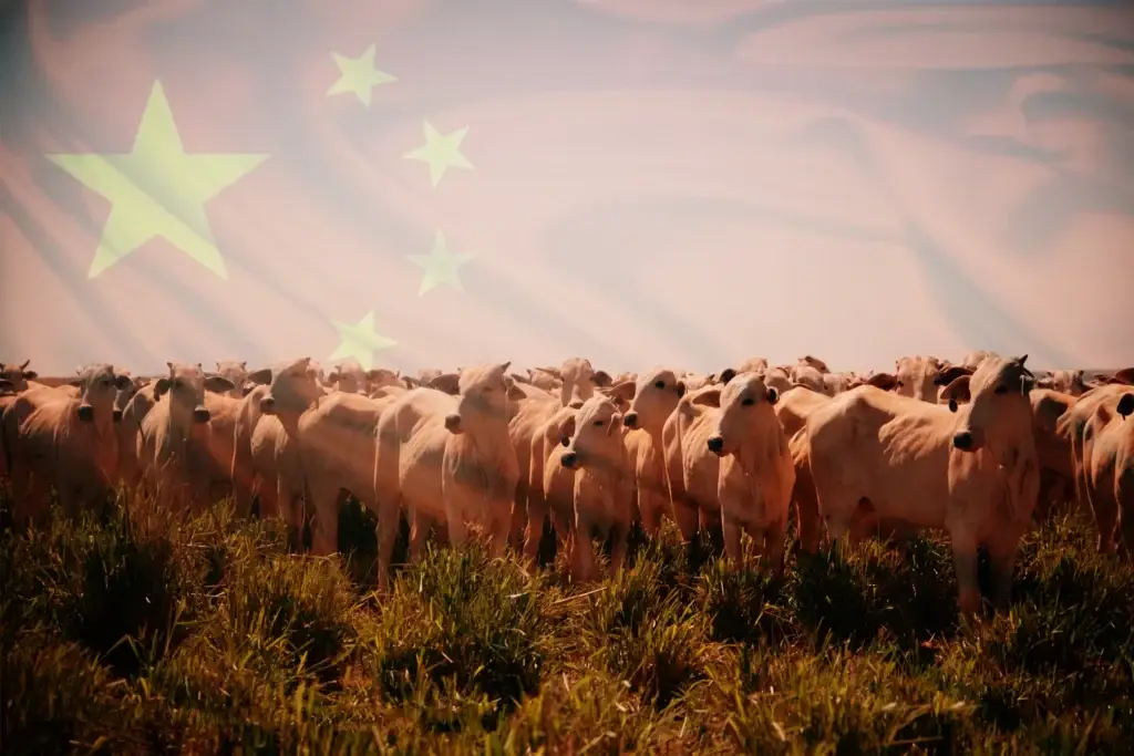 Imagem relacionada ao alerta da China sobre a cota de exportação de carne bovina brasileira em 2026.