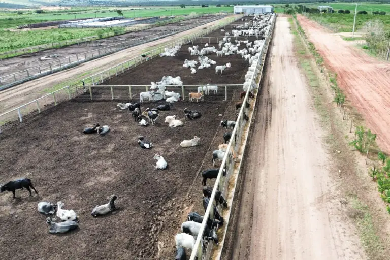 Estrutura para confinamento de gado em concreto pré-moldado protendido da Currais Itabira.