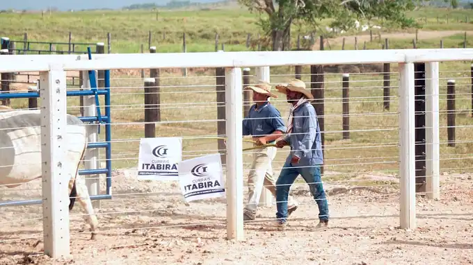 Colaboradores da Fazenda Boa Esperança conduzem o gado no Curral Anti-Stress aplicando técnicas de Lida Racional, com placas da Currais Itabira sobre manejo racional